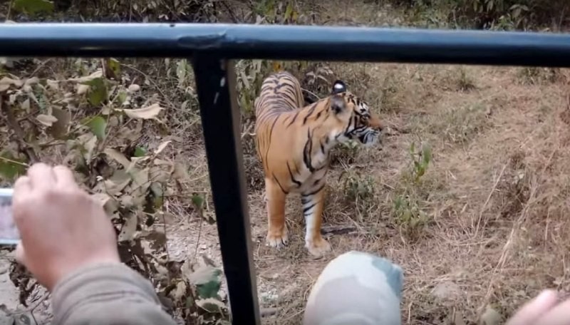 tiger sigh