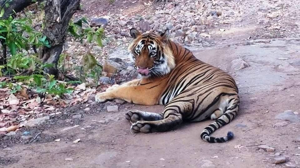 tiger t24 ranthambore