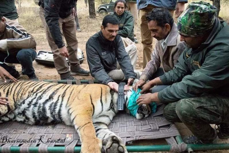 tiger tranculize