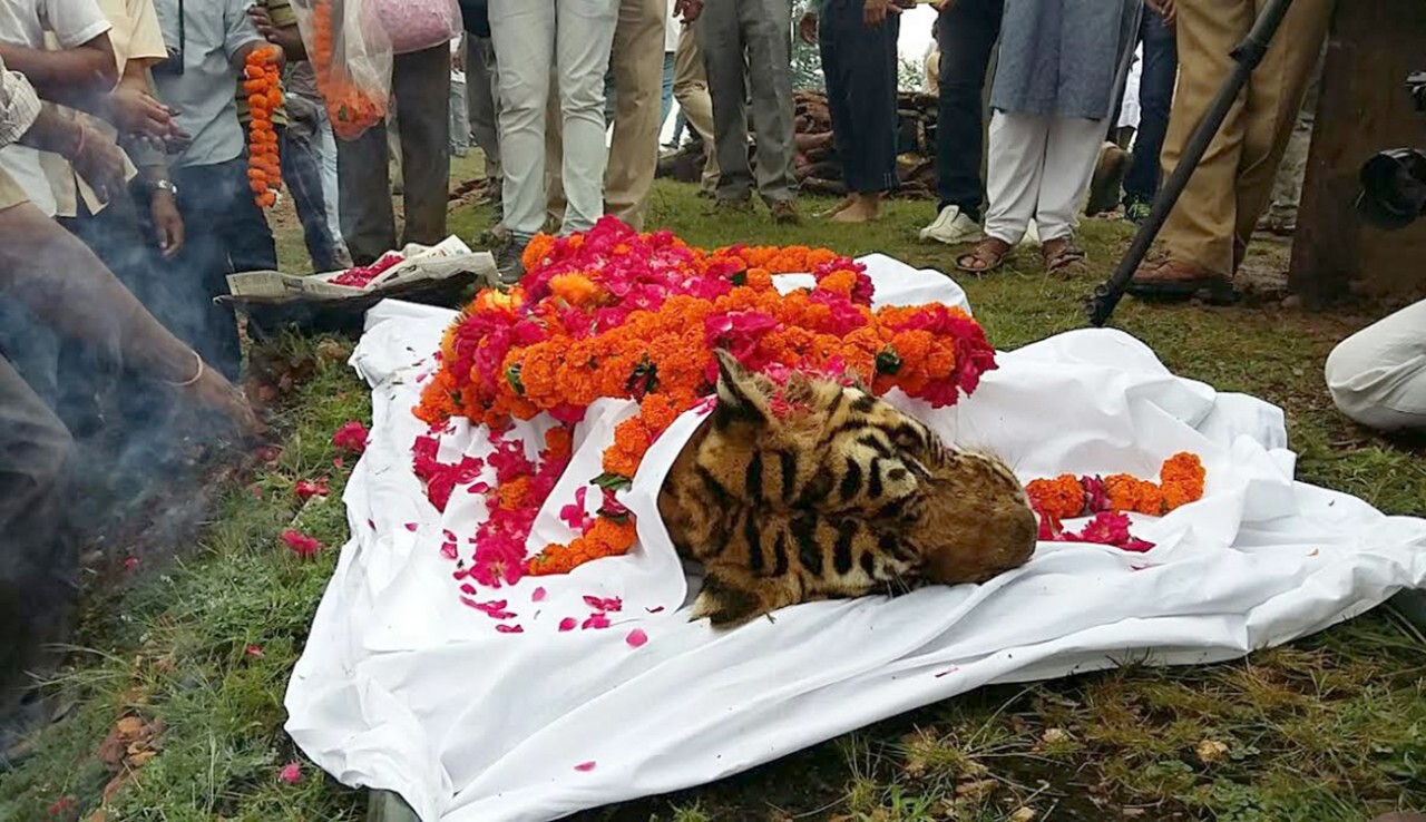 tigress Machli carcass