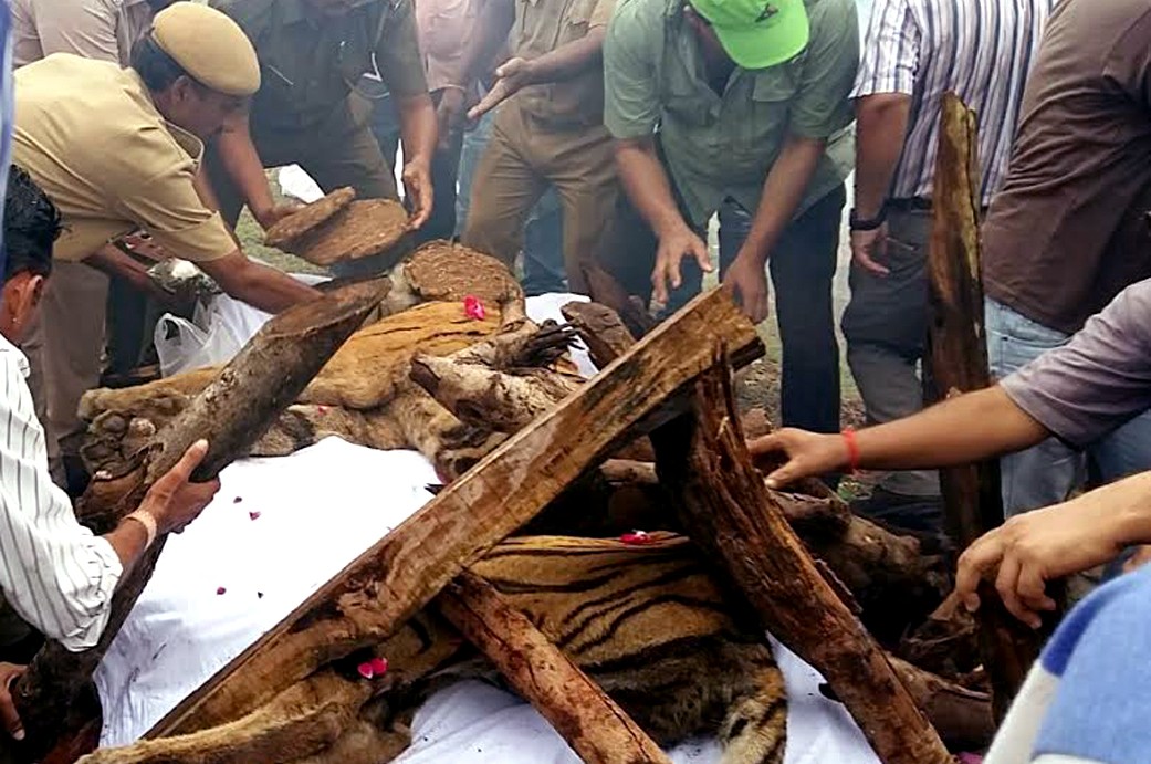 tigress Machli funeral