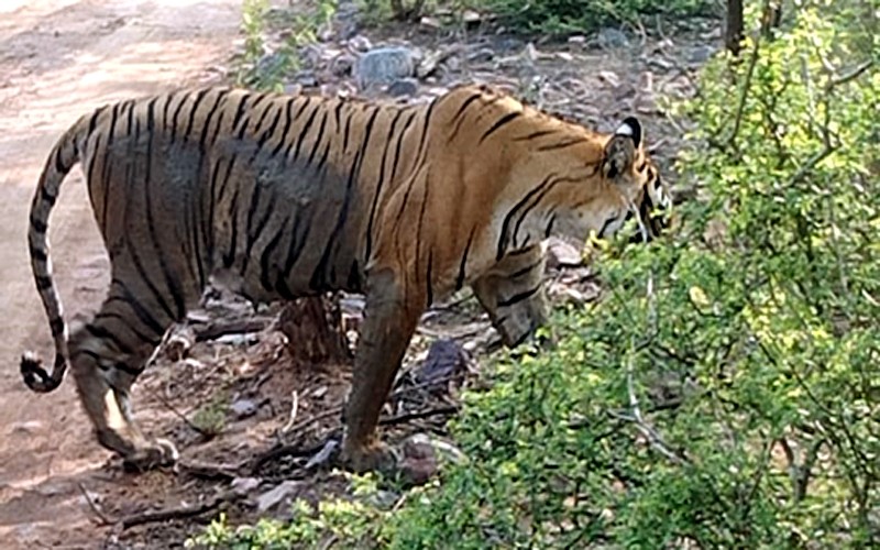 tigress t-99 Ranthambore