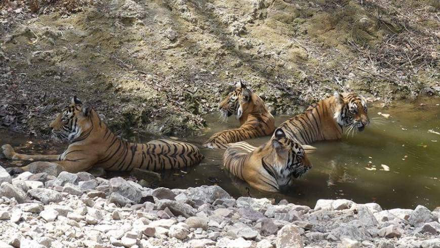 tigress67_4-1