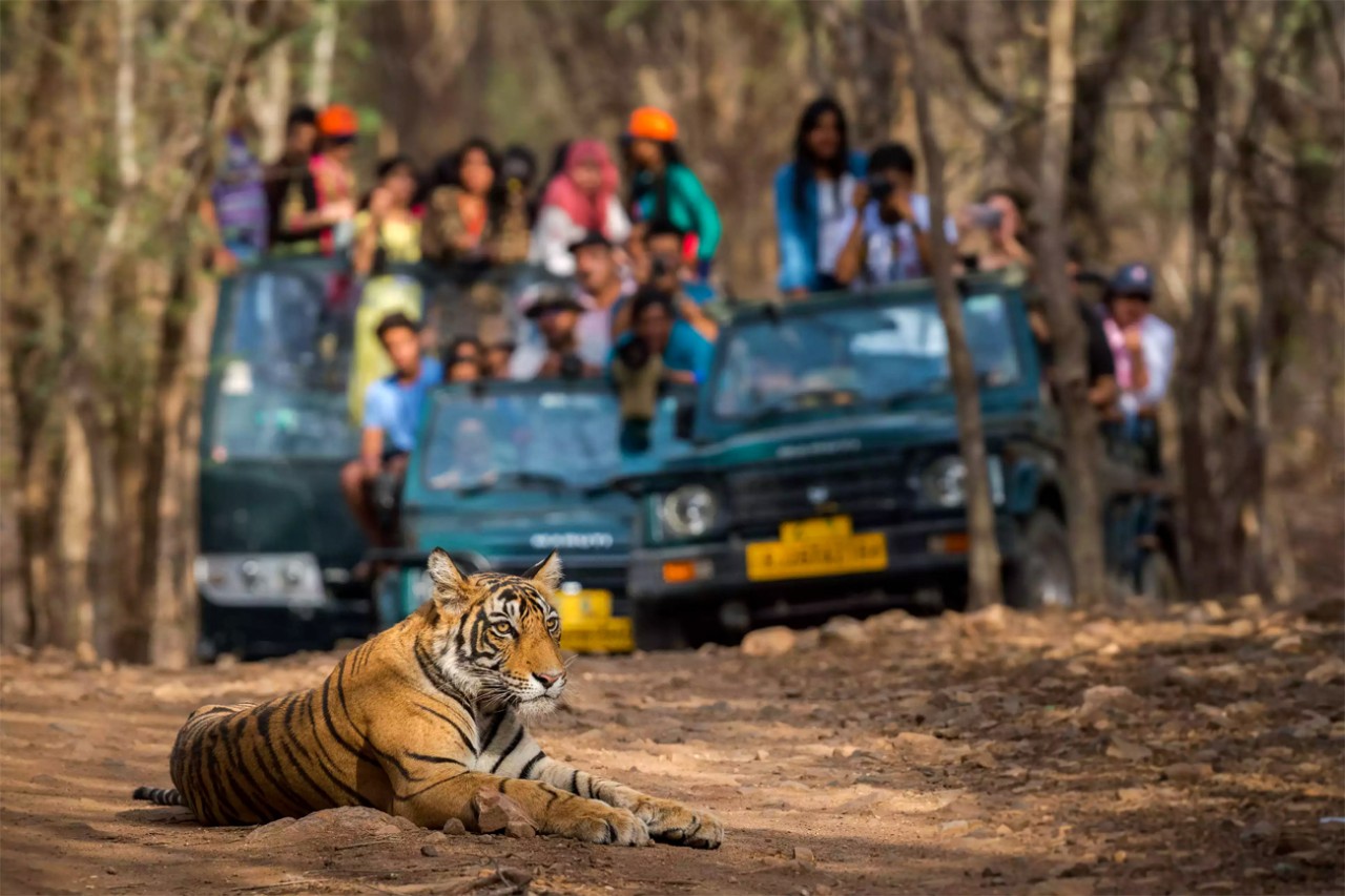 Ranthambore National Park: A Midweek Pause in the Wildlife Haven