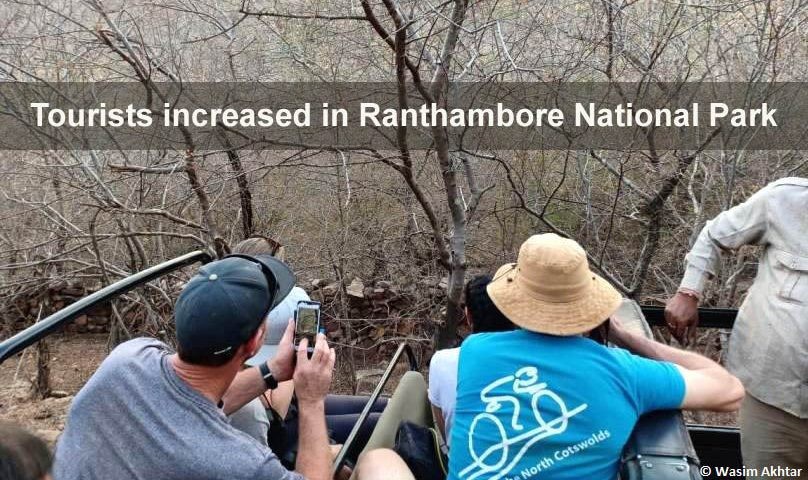 tourist increased in ranthambore