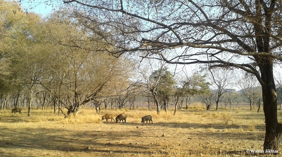 wild boar ranthambore