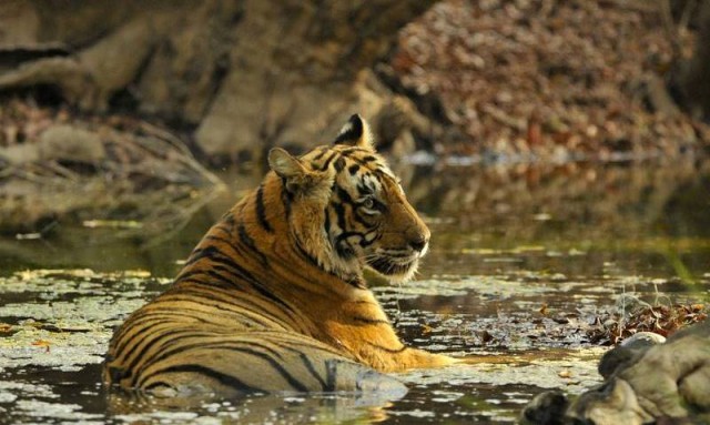 Tigress T-19 sighted with four newborn cubs in Ranthambore National Park
