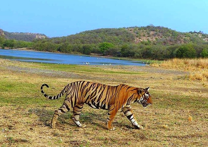 Ranthambore-Tiger