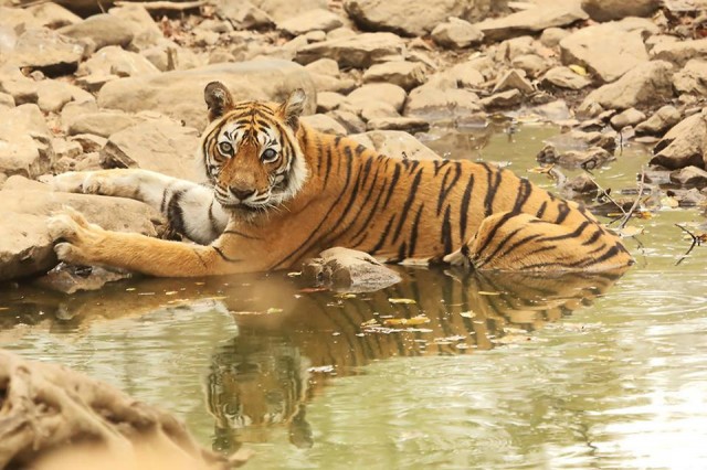 The World’s Most Photographed Tigress Of Ranthambore, Machli Turned 20