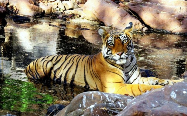 Consent of State Government for the scheme of Tiger Safari Park at Ranthambore.