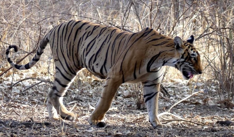 Tigress T 102 Ranthambore National Park