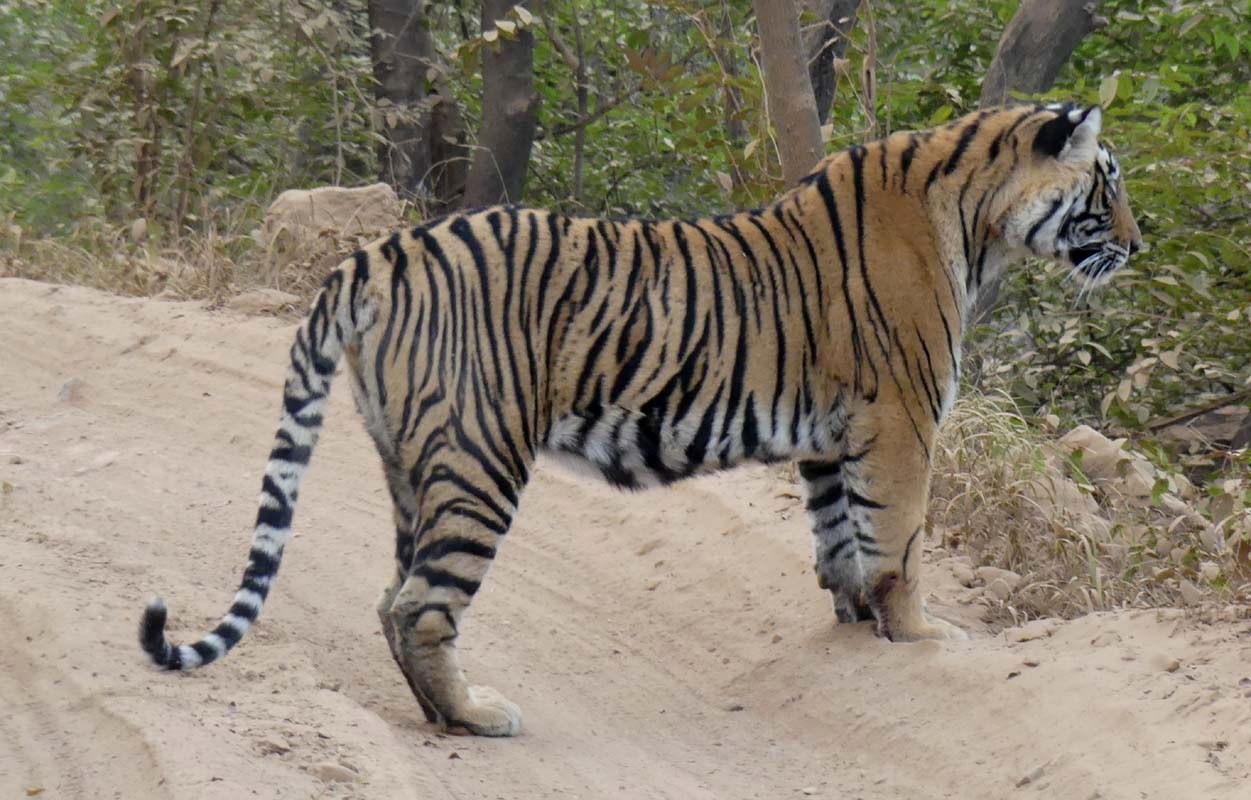 Tigress T 107 Sultana Ranthambore