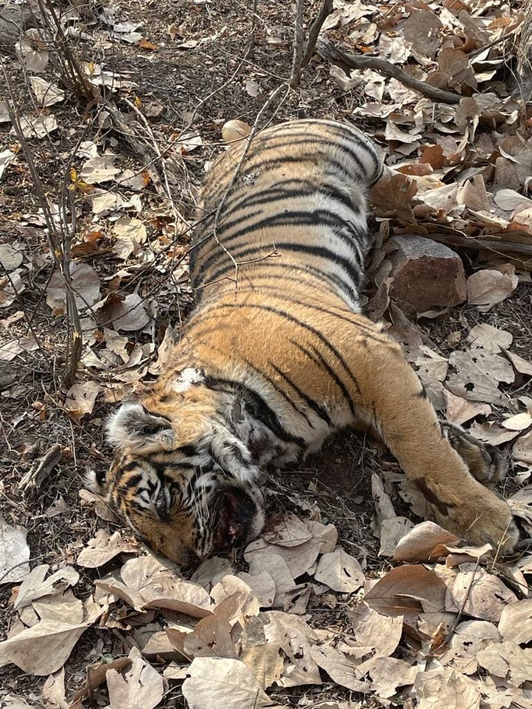 Ten-month-old female cub found dead in Tamba Khan area of Ranthambore
