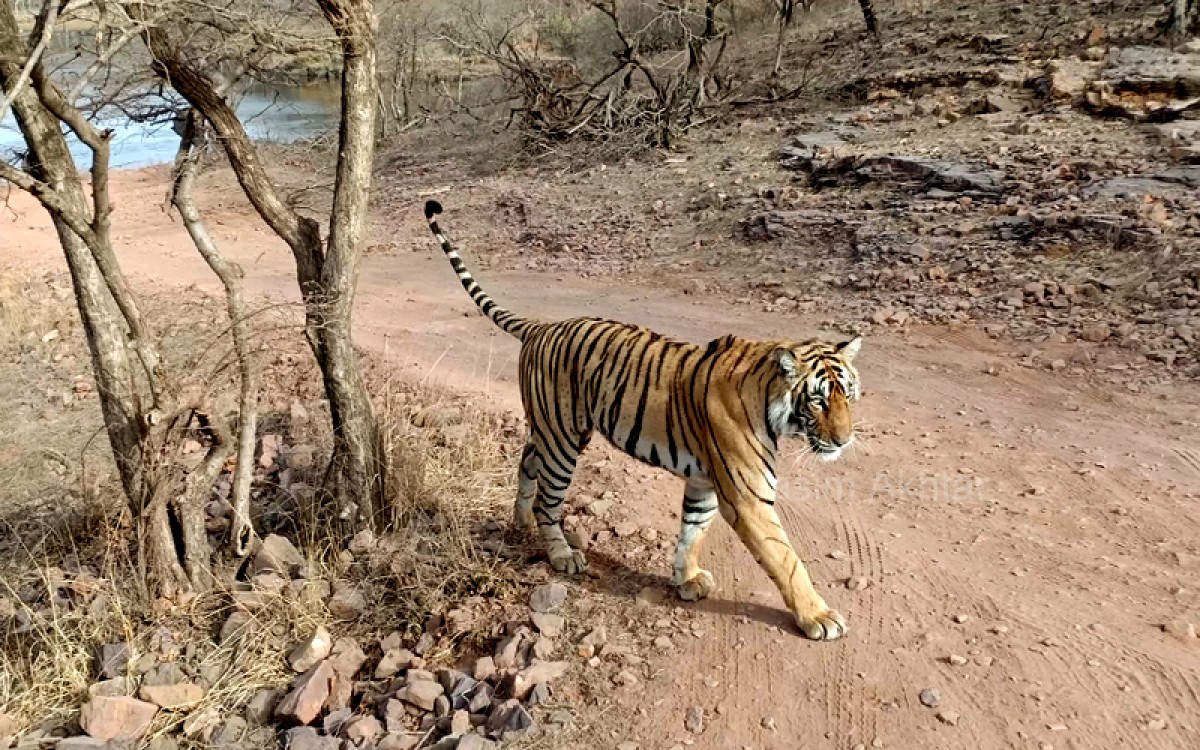 Tigress 'Riddhi' will shift from Ranthambore to Sariska due to conflict  over territory - Latest News and Blog from ranthambore National Park