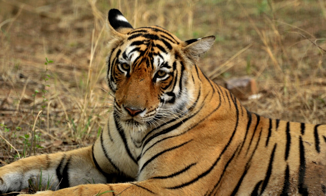 Tigress Arrowhead - Ranthambhore