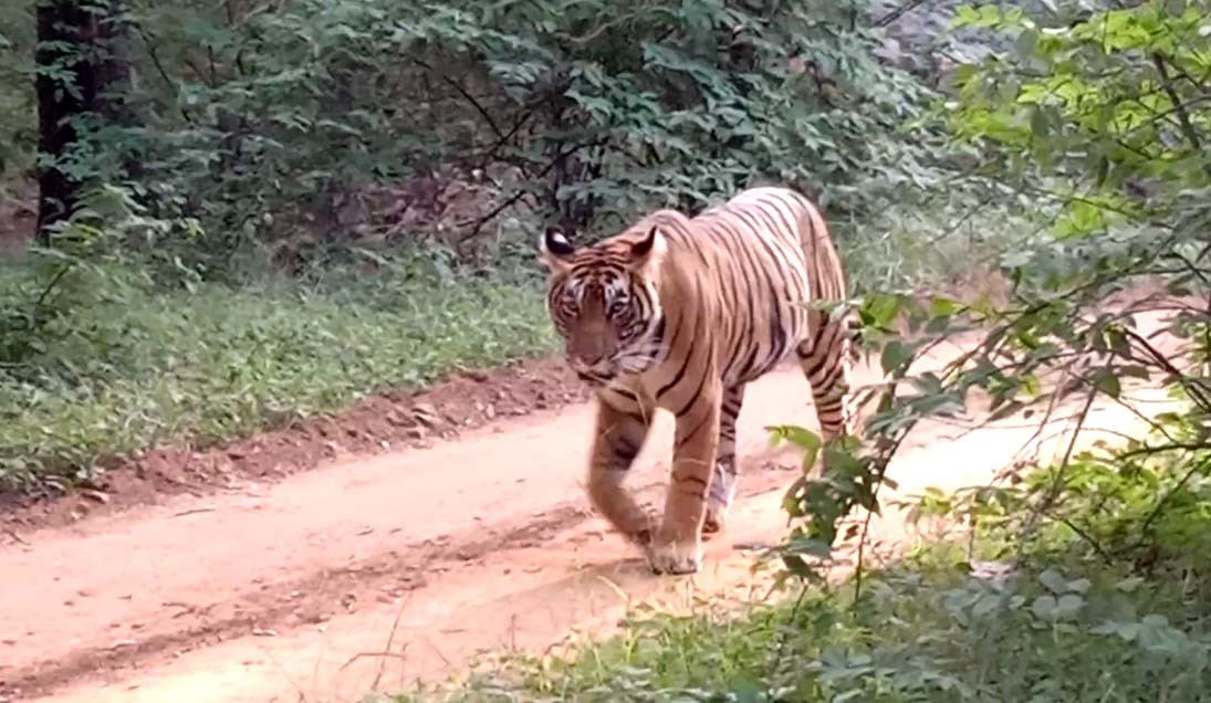Tigress Sultana ran after the forest guard with the intention of attacking:  Ranthambore - Latest News and Blog from ranthambore National Park