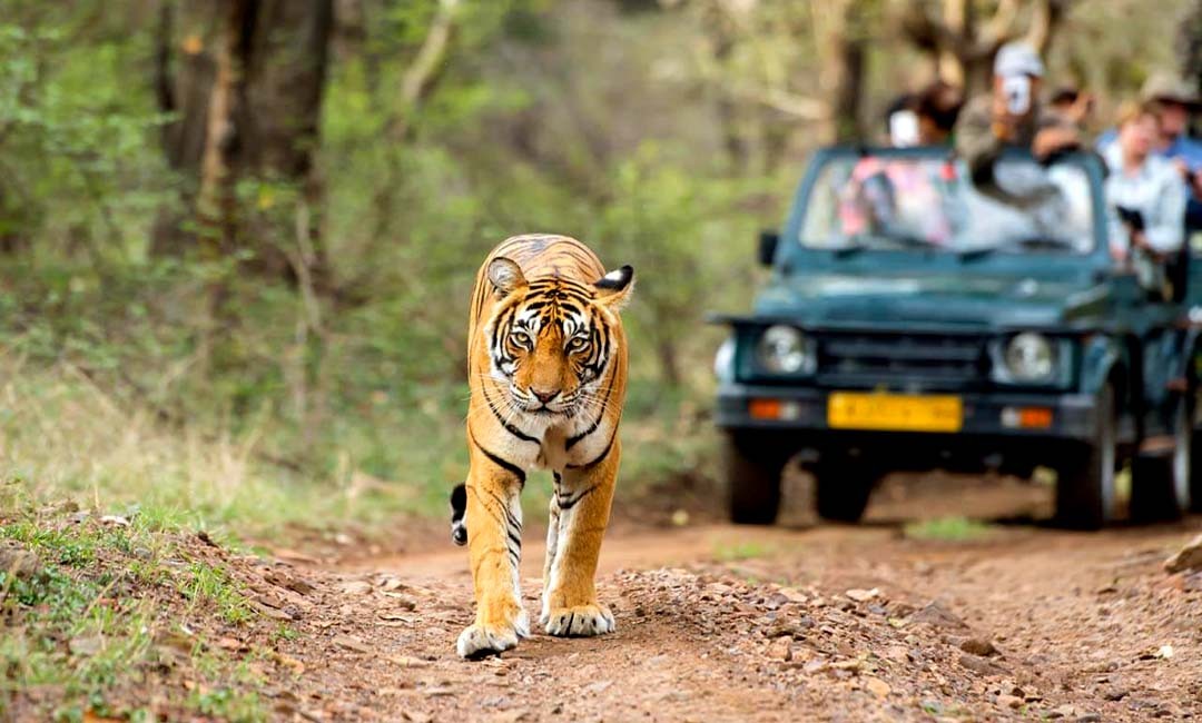 Ranthambore-Tiger-Safari