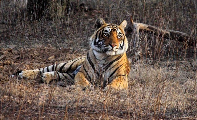 A private organization working for tiger conservation claimed: Ranthambore has only 62 tigers, not 71