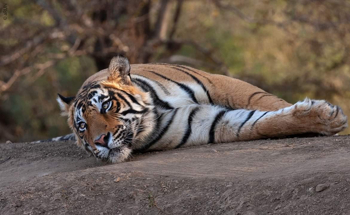 Tiger-T-109-Died-in-Ranthambore