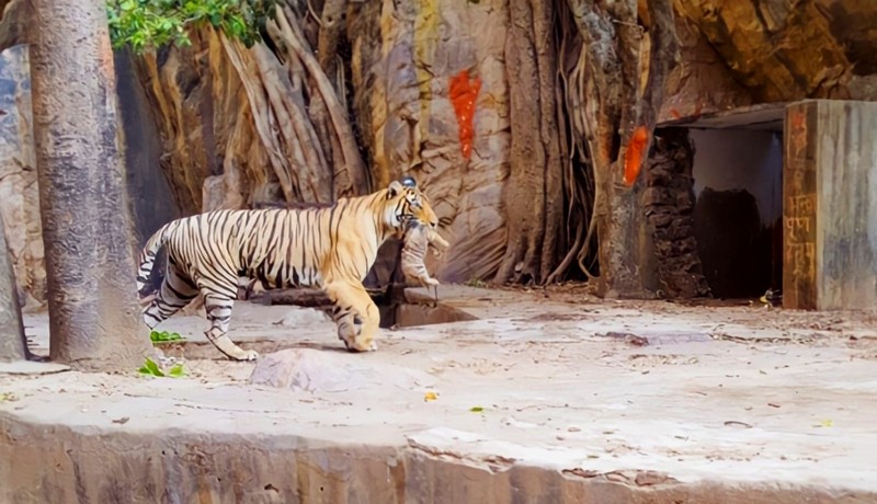 Tigress-T-107-Sultana-with-her-cubs