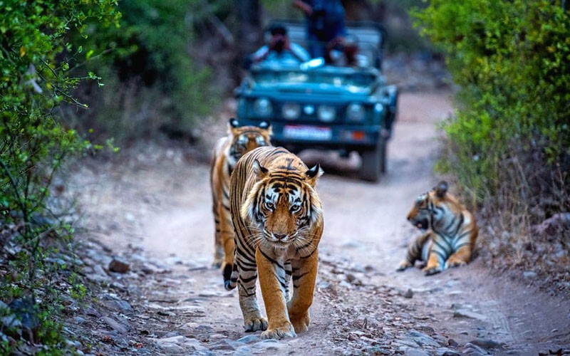 Latest News and Blog from ranthambore National Park - Blog