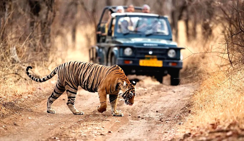 Current Online booking of jeeps stopped in Ranthambore: Tourists will have to make advance booking online