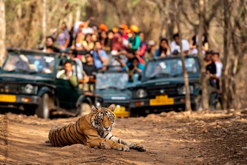 Ranthambore Tiger Reserve Announces Weekly Closure Schedule for Zones 1-10
