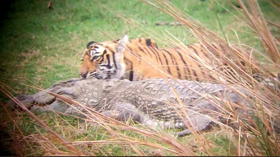 Tigress-Riiddhi-Hunted-Crocodile-in-Ranthambore