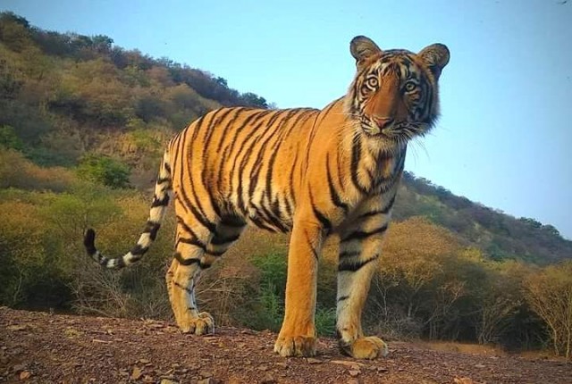 Capacity of 50 Tigers but 71 Tigers are living in Ranthambore National Park