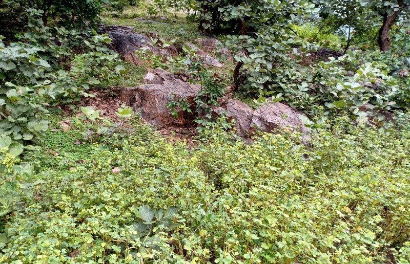 ​Ranthambore Cassia Tora plants