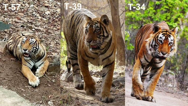 Ranthambore-tiger-fight-story