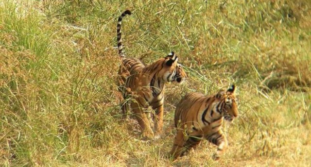 The Threat of Conflict of Tigers in Ranthambore National Park