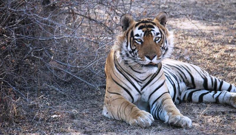 Animals in Ranthambore National Park - Latest News and Blog from ranthambore  National Park