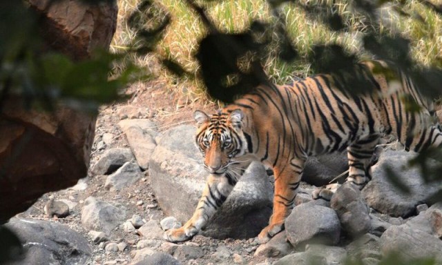 Animals in Ranthambore National Park