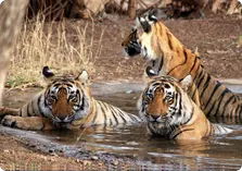 The Ranthambore