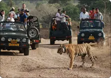 Jeep Safari