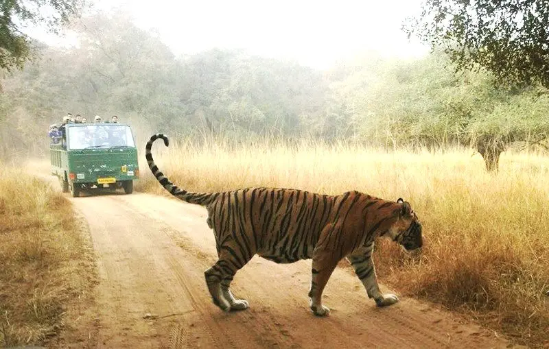 Ranthambore Monsoon Package