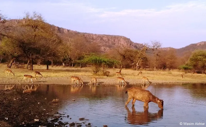 Kota to Ranthambore Tour Package