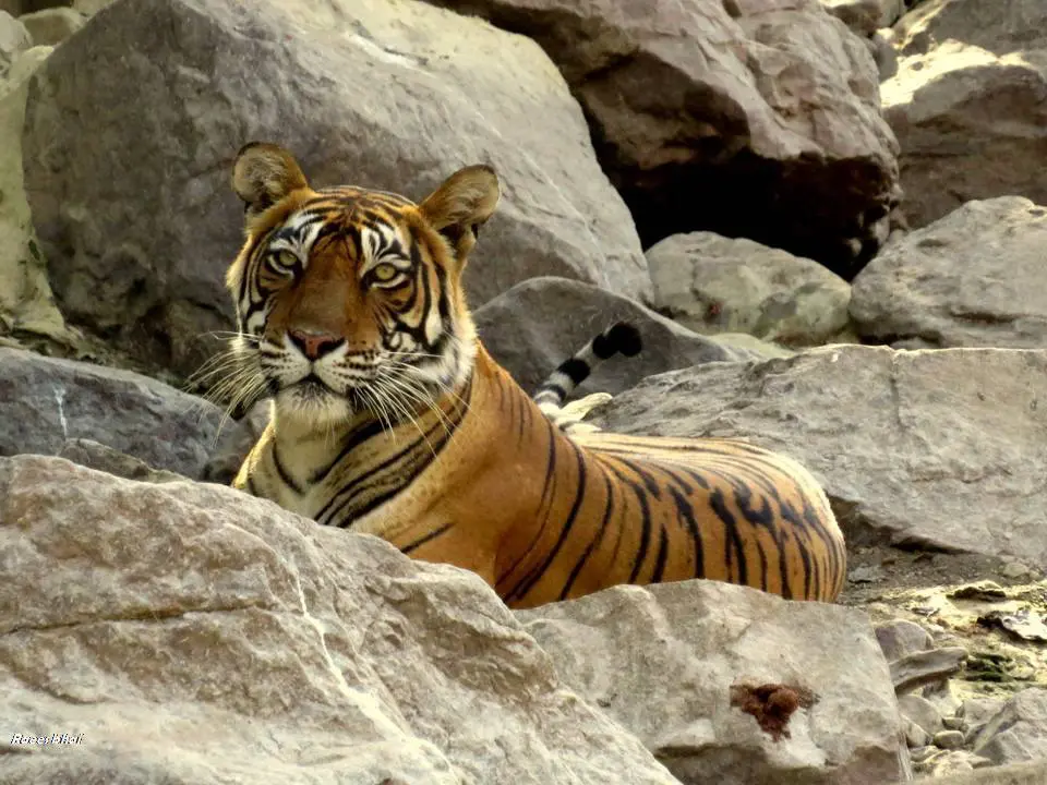 Jaipur to Ranthambore Tour Package