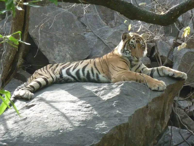 Ranthambore Weekend Tour Package