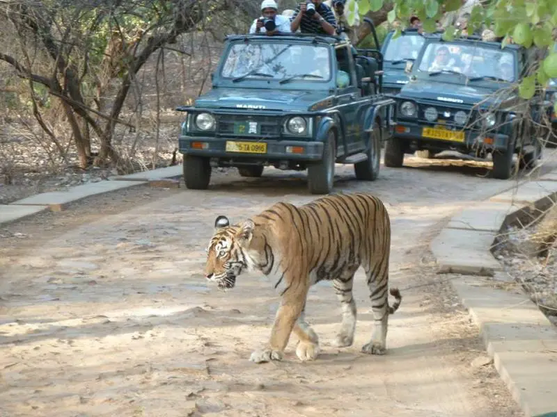Ranthambore Monsoon Package