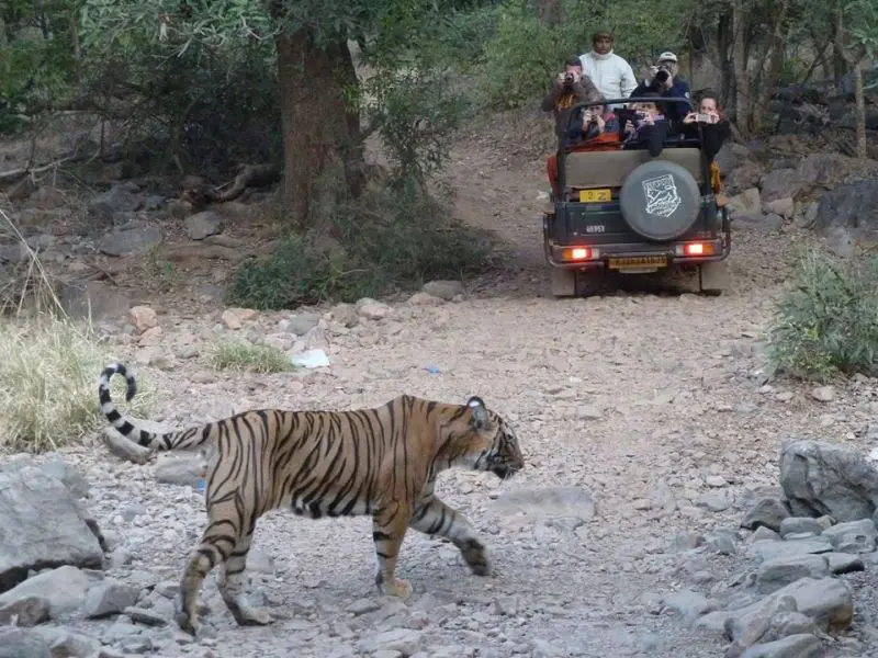 Kota to Ranthambore Tour Package