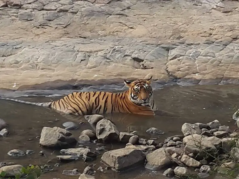 Ranthambore Weekend Tour Package