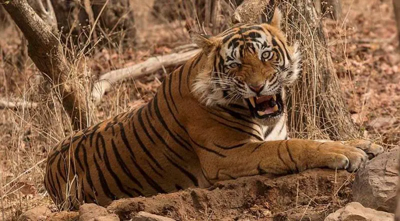 Ranthambore Monsoon Package