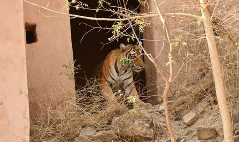 Jaipur to Ranthambore Tour Package