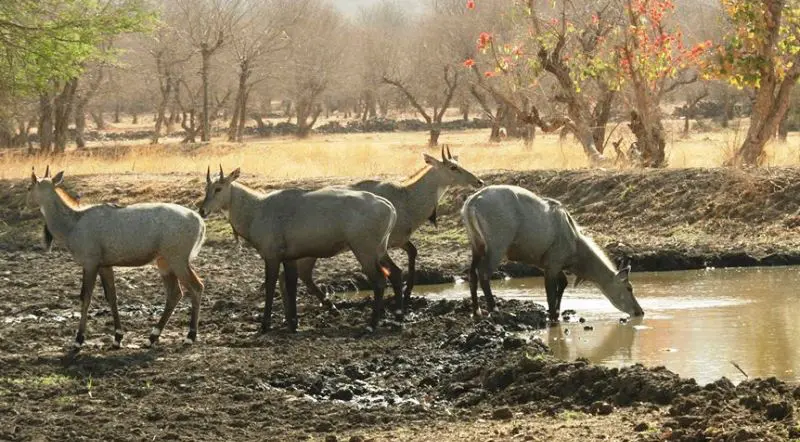 Ranthambore Weekend Tour Package