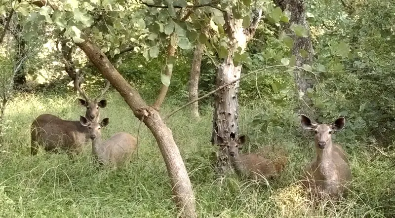 Ranthambore Weekend Tour Package