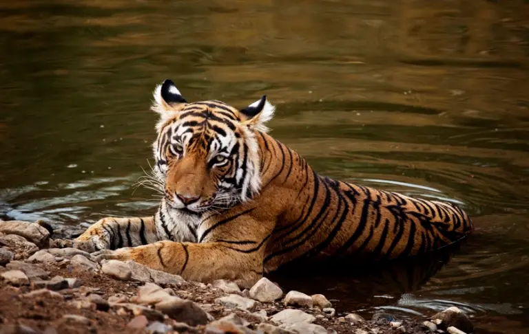 Jaipur to Ranthambore Tour Package