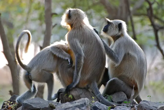 Ranthambore Weekend Tour Package