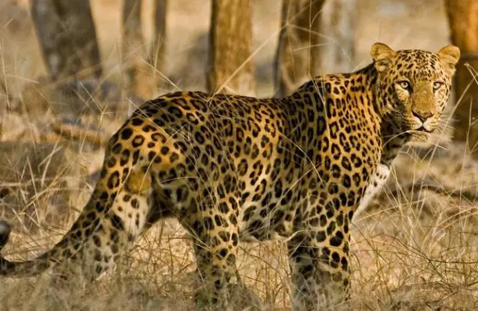 Ranthambore Weekend Tour Package